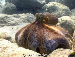 Hello...
This is an octopus who wants to show itself big... by Lütfi Tanrıöver 